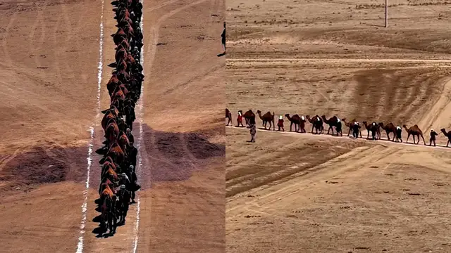 Video thumbnail for Largest parade of one-humped camels - 252 by Mr Sydyk Daveltov, Mrs Sharipa Davletova and Daulet-Beket LLP