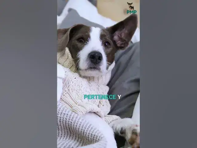 Video thumbnail for Mini Pinscher: Rascar Cama, Un Acto de Amor y Confianza #shorts