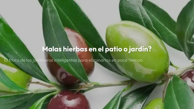 Video thumbnail for Malas hierbas en el patio o jardín? El truco de los jardineros inteligentes para eliminarlas en poco tiempo