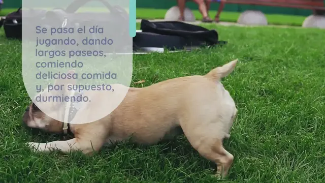 Video thumbnail for ¿Cuánto duermen los perros y por qué tantas horas?