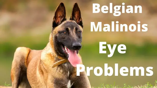 'Video thumbnail for Belgian Malinois Eye Problems'