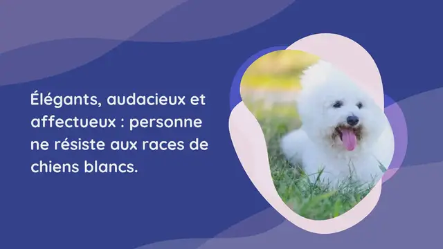 Video thumbnail for 20 races de chiens blancs (avec des photos !)