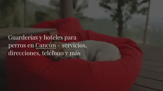 Video thumbnail for Guarderías y hoteles para perros en Cancún - servicios, direcciones, teléfono y más