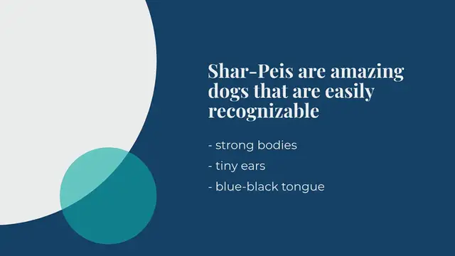 Video thumbnail for Are Shar-Peis aggressive?