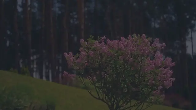 Video thumbnail for Gold Mound Spirea