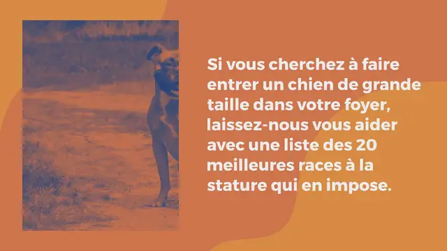 Video thumbnail for 20 grandes races de chiens (avec des photos !)