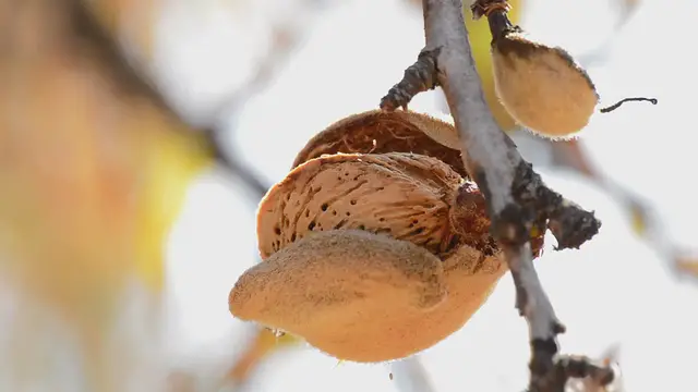 Video thumbnail for Grow a Tree From An Acorn