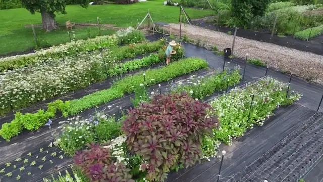 Video thumbnail for Cut your own bouquet at Honeybee Grove Flower Farm