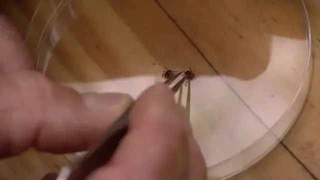 Video thumbnail for Ridge man diagnosed with rare tick-borne illness 'Rabbit Fever'
