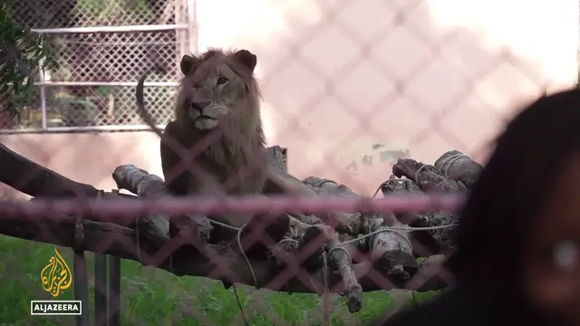 'Video thumbnail for Nigeria's recovering zoo: Enclosure repopulated after losing 60% of its animals'