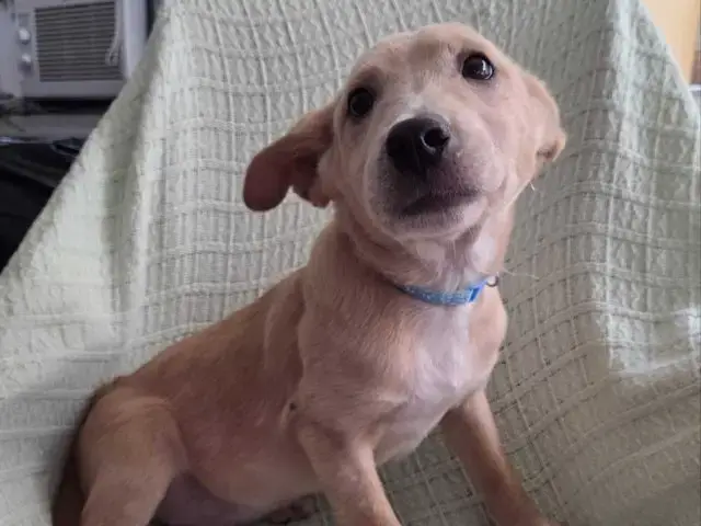 Video thumbnail for Paws & Pals: "World Cup" pup Haji Wright is ready to be the newest member of your team