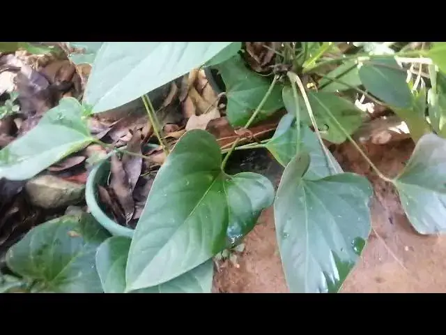 Video thumbnail for Anthurium flowers