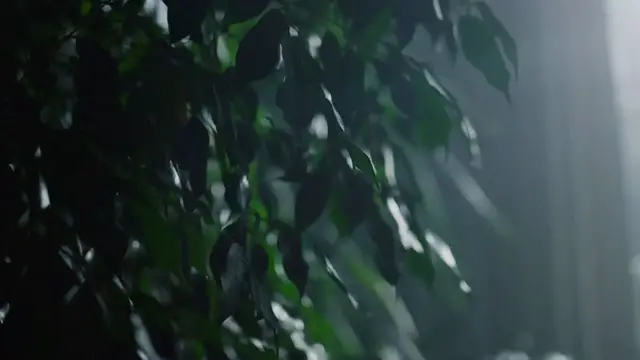 Video thumbnail for Shrubs for Indoor Gardens