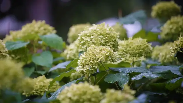 Video thumbnail for Hydrangea Water Requirements