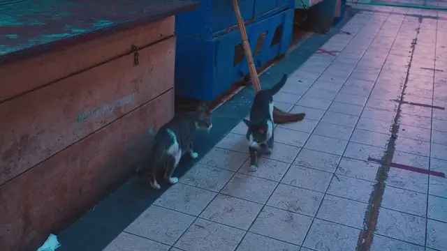 Video thumbnail for Laminate Flooring for Pet Protection – Strong, Durable, and Easy to Maintain