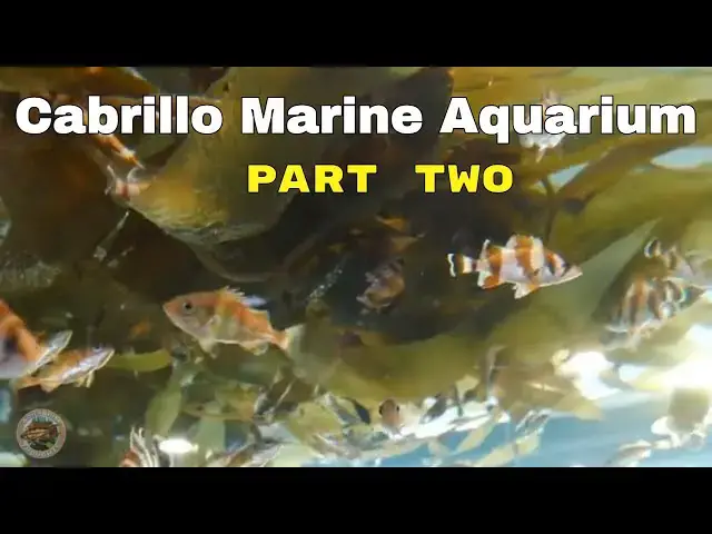 Video thumbnail for Visit to the Cabrillo Marine Aquarium - Part Deux