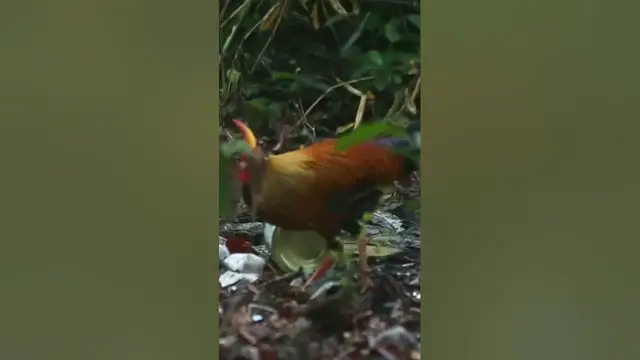 Video thumbnail for Jungle fowl roaming arround #shorts