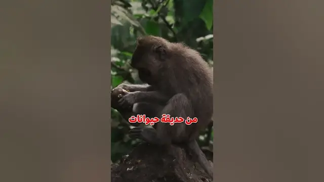 Video thumbnail for نظرية القرد الا متناهية