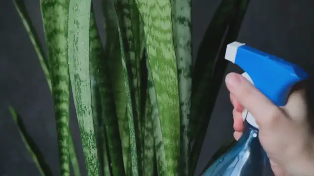 'Video thumbnail for Snake Plant Care: Ensuring the Optimal Health'