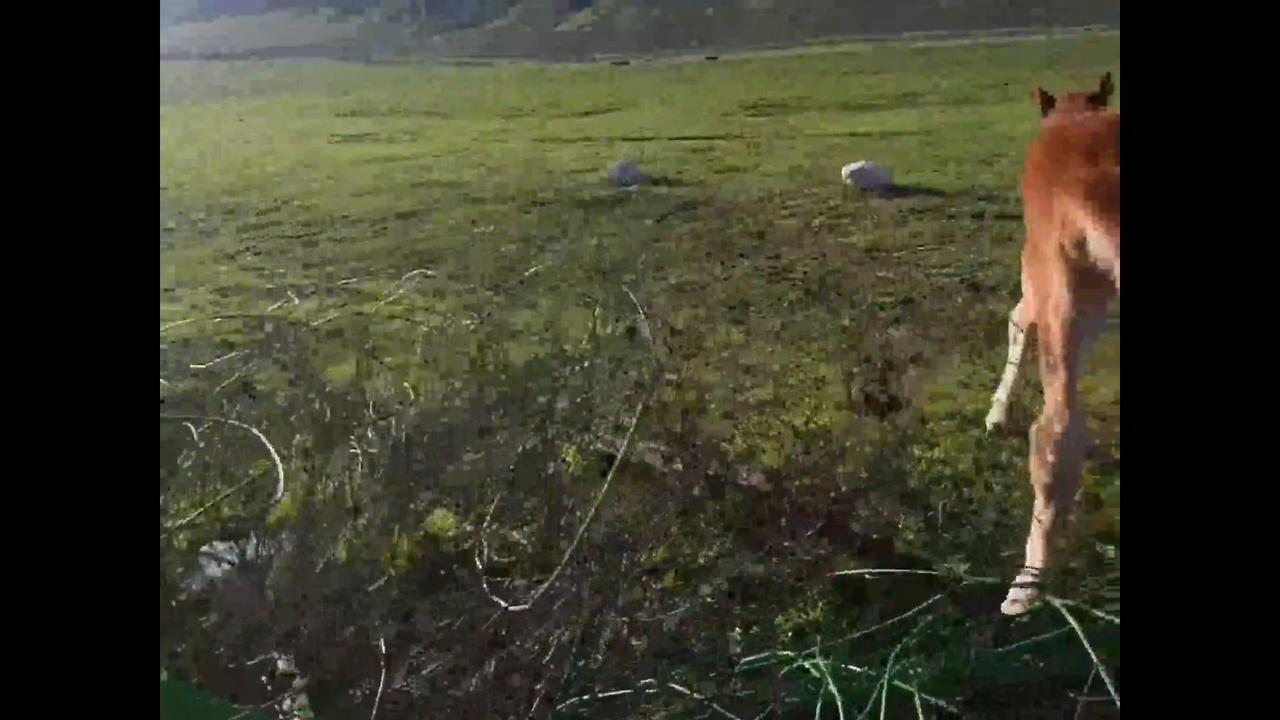 Video thumbnail for China: Foal rescued from wire fence on Chinese grassland.