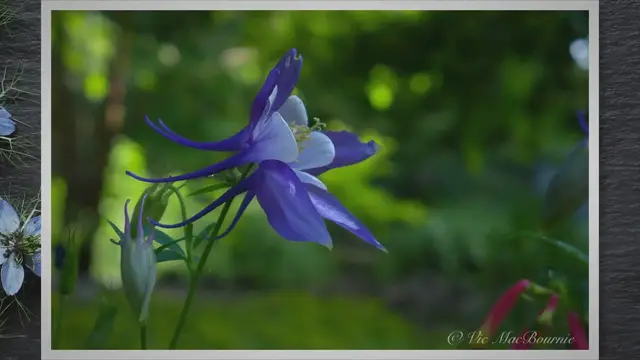 Video thumbnail for Blooming Beauty: Unveiling the Secrets of Rocky Mountain Columbines for Passionate Gardeners