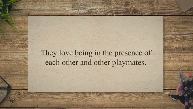 Video thumbnail for 9 Signs: How to tell if your Rabbit Likes You?