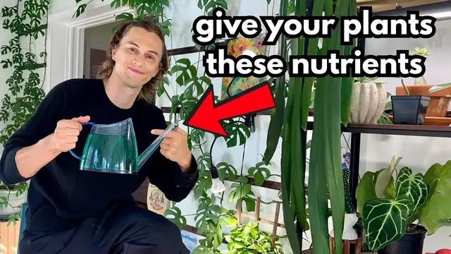 Video thumbnail for This is How to Fertilize Houseplants - How Much, How Often & What to Fertilize Indoor Plants