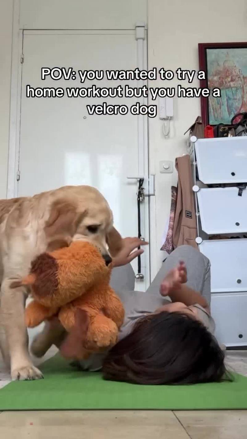 Video thumbnail for Golden Retriever Puppy Ruins Calm Home Pilates Session