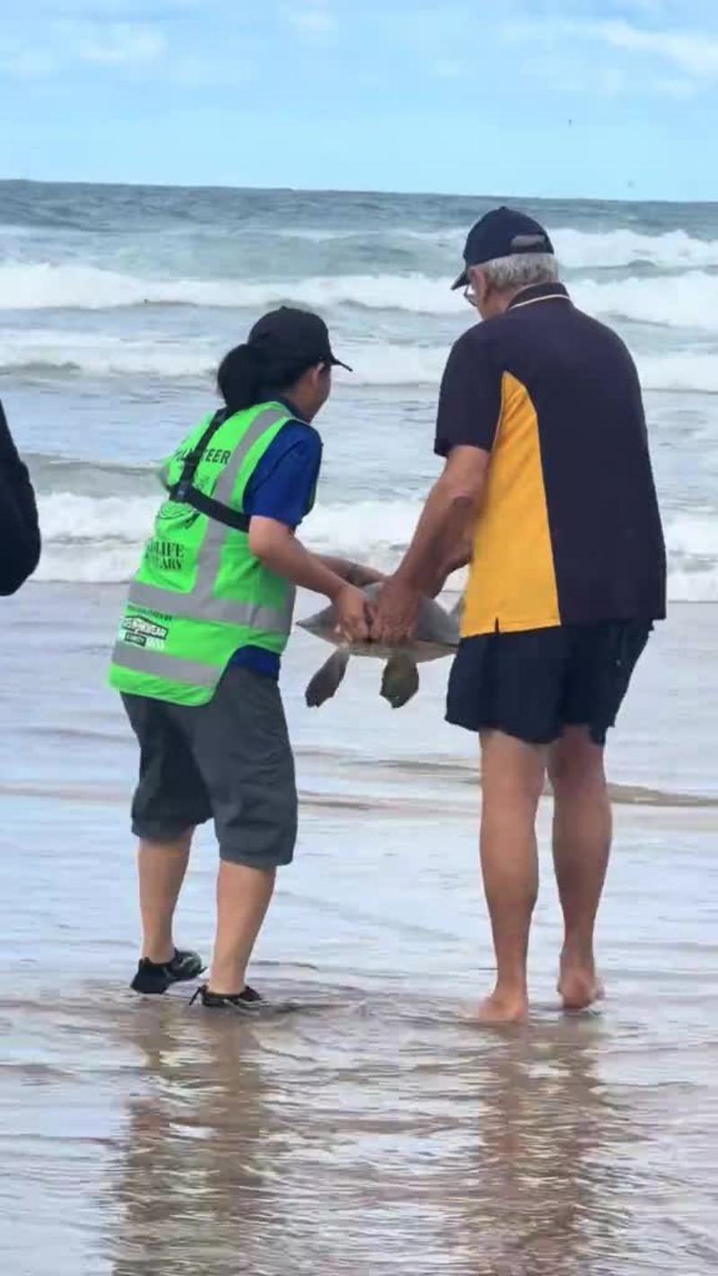 Video thumbnail for Endangered Sea Turtle Returns to the Ocean after Fourteen Years
