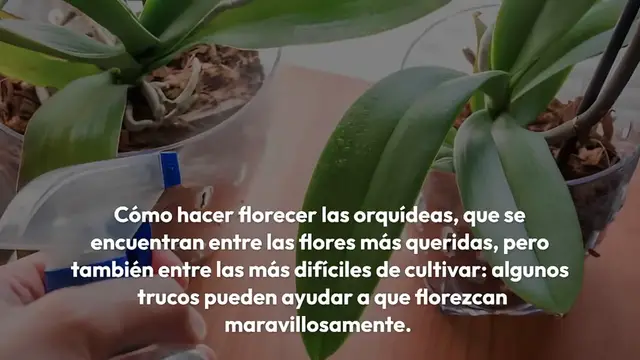 Video thumbnail for Cómo hacer que las orquídeas florezcan todo el año: añade esto a tu agua de riego