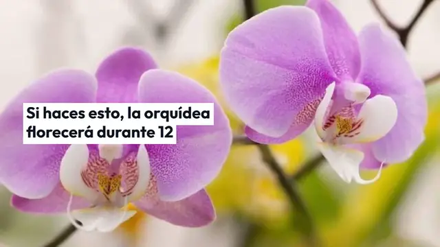 'Video thumbnail for Si haces esto, la orquídea florecerá durante todo un año: los viveristas también la recomiendan.'