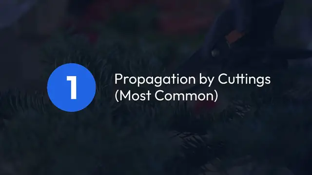 Video thumbnail for Juniper Propagation Methods