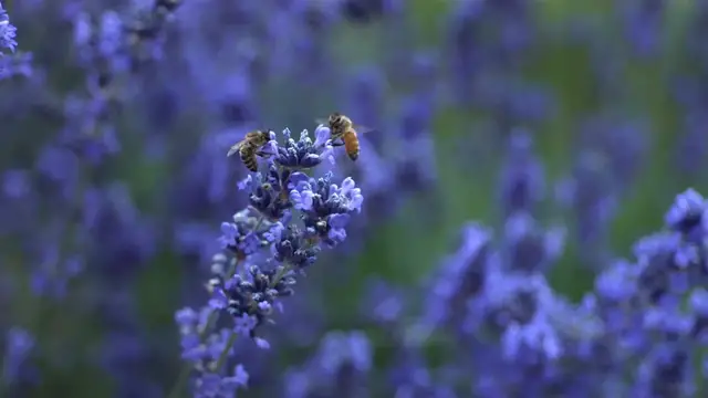 Video thumbnail for Benefits Of Lavender In The Garden
