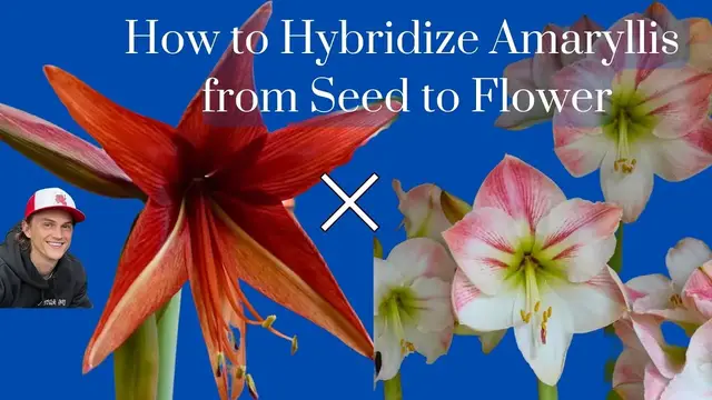 Video thumbnail for How to Hybridize Amaryllis - Create Your Own Hippeastrum Cross! Complete Instruction