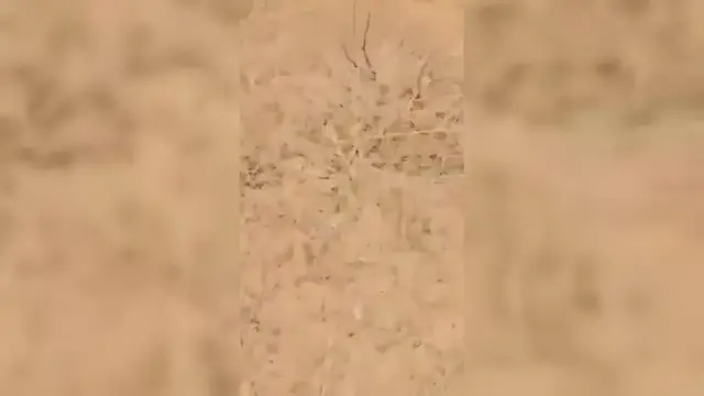 Video thumbnail for Sudan: Sudanese Army Shoots Down Hostile Drone in North Kordofan.