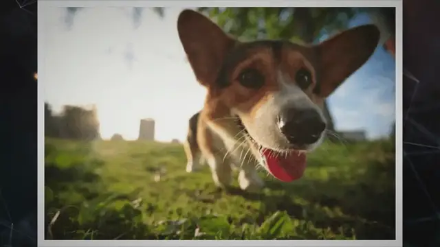 'Video thumbnail for Jack Russell Corgi Mix (Cojack / Corki) Cross Dog Breed Facts'