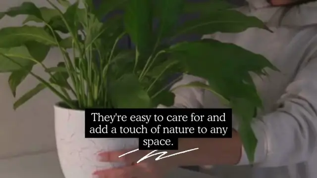 Video thumbnail for Indoor Plants for your Apartment