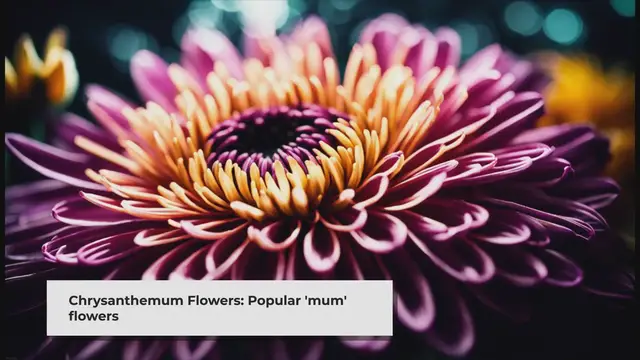 'Video thumbnail for What Is Eating My Chrysanthemum Flowers?'