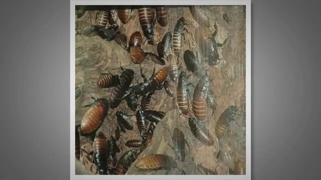 Video thumbnail for What to Feed Madagascar Hissing Cockroaches: A Comprehensive Guide
