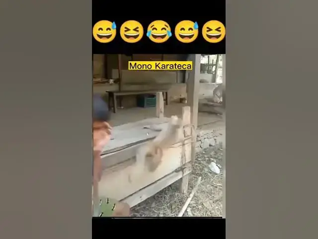 Video thumbnail for Karate del Mono