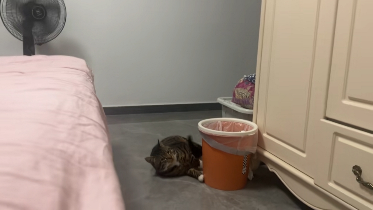Video thumbnail for Sleeping Cat Takes a Tumble but Keeps Calm
