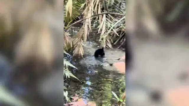 Video thumbnail for India: Orphaned black bear cubs return to wild after months of rehabilitation.