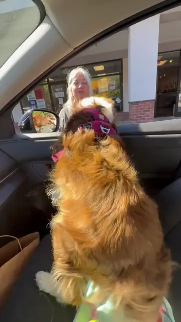Video thumbnail for Excited Dog Wiggles in the Car Waiting for Grammy