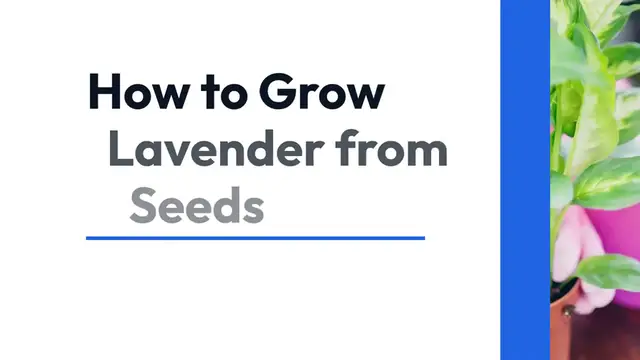 Video thumbnail for Growing Lavender from Seeds