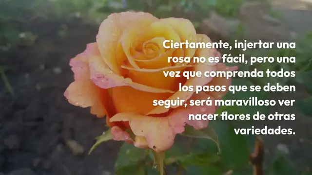 Video thumbnail for Cómo injertar una rosa en otra variedad: el truco finalmente revelado