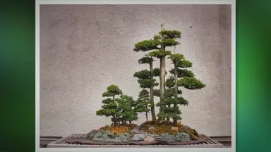 'Video thumbnail for Bonsai: The Art of Tree-Shaping for Inner Peace'
