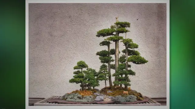 Video thumbnail for Bonsai: The Art of Tree-Shaping for Inner Peace