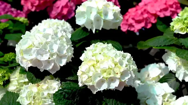 Video thumbnail for Planting Hydrangea in Pots