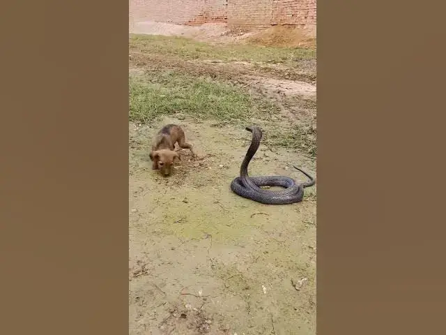 Video thumbnail for MOST VENOMOUS SNAKE 🐍 #snakevideo #shorts #ytshorts #youtubeshorts #trending #reels #viralshorts