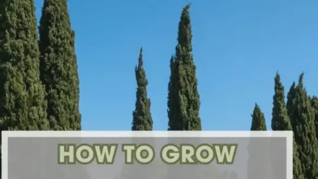 Video thumbnail for Transform Your Landscape with Tall, Narrow Evergreen Trees